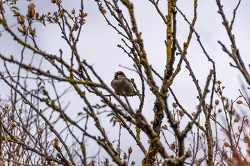 A male sparrow perching on a leafless tree branch in a garden and singing on a winter afternoon (Arrens-Marsous, Hautes-Pyrenees, France)