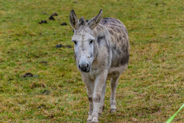 Naklejka na ściany i meble A candid portrait shot of a gray donkey walking in a green grass field in a French mountain village