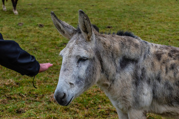 A candid shot of an unrecognizable man's hand reaching out to pet a domesticated brown horse walking in the green grass field in a French mountain village