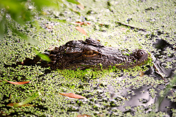 A small alligator waiting in duck weed for his next meal.