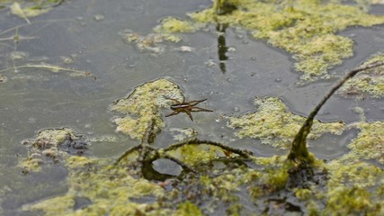 Gerandete Jagdspinne (Dolomedes fimbriatus) läuft auf der Wasseroberfläche eines Moorteichs