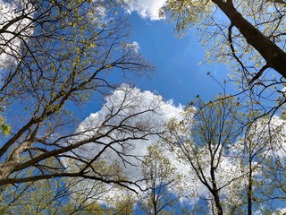 tree branches against blue cloudy sky