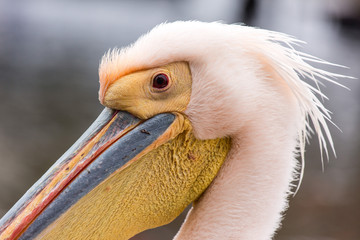 Portrait of beautiful water bird Pink-backed Pelican with yellow beak and gentle pink feathers and funny topknot. Namibia.