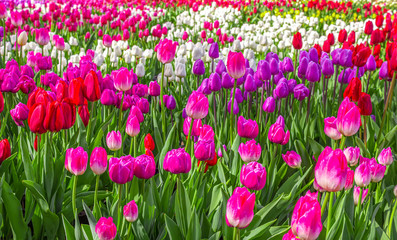 Blooming lilac, white and red tulips on a background of greenery
