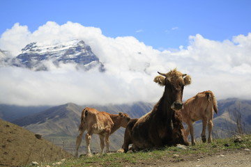 Fototapeta premium Wild cows lie on the grass in the mountains with snowy peaks