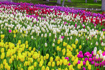 Fototapeta premium Field of bright flowers, floral background for design