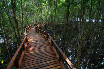 Mangrove forest in mu ko chumphon national park national parks & marine reserves islands Chumphon, Thailand 