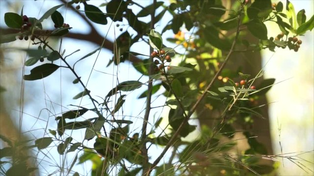 Detalle de arbusto con hojas verdes y bayas rojas en un parque en un d&iacute;a soleado. P&aacute;jaros cantando de fondo