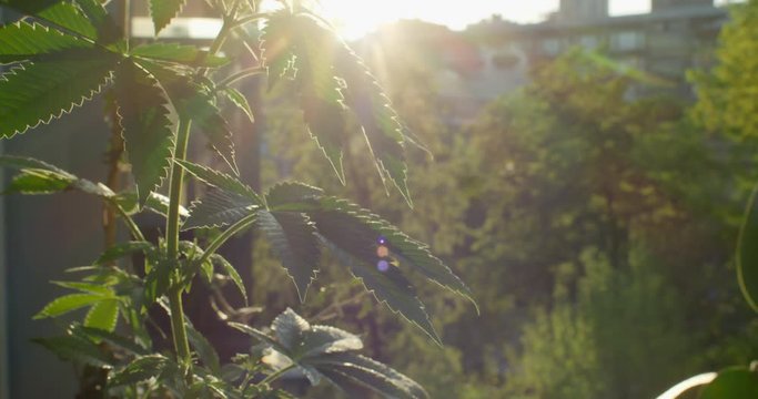 Female hand touch cannabis plant leaf on city background. Concept of growing marijuana for personal use at home. Woman take care of light herbal drug plant, homegrown on apartment balcony