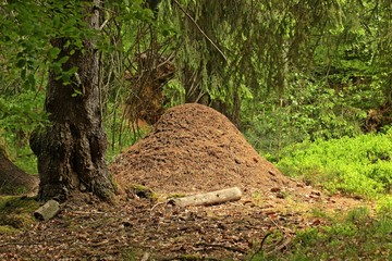Ameisenhügel der Kleinen Kahlrückigen Roten Waldameise (Formica polyctena)