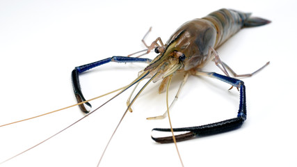 fresh shrimp/prawn on white background.Fresh prawn from river.
