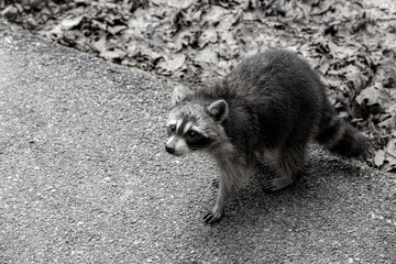 Black and white Raccoon photo