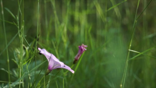 Vista de cerca de una flor lila en un parque con varios insectos dentro
