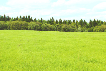 Obraz premium Green field, forest on the horizon and clouds. Green nature landscape background