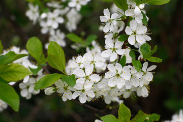 Flowering tree branch in summer or spring afternoon