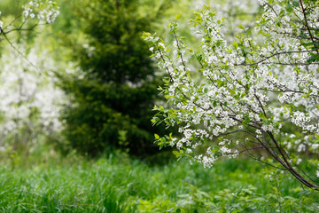 Flowering tree and tree branch in summer or spring afternoon