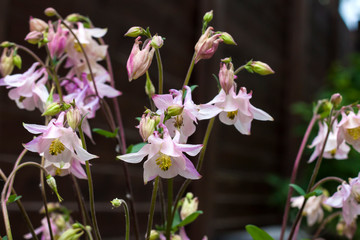 Pale pink Aquilegia flowers closeup in spring garden