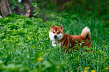 Naklejka na ściany i meble Shiba inu dog on green grass looks forward in summer