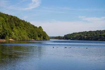 Damflask Reservoir Spring With Birds