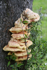 Laetiporus sulphureus - species of bracket fungus (fungi that grow on trees). Also known as...