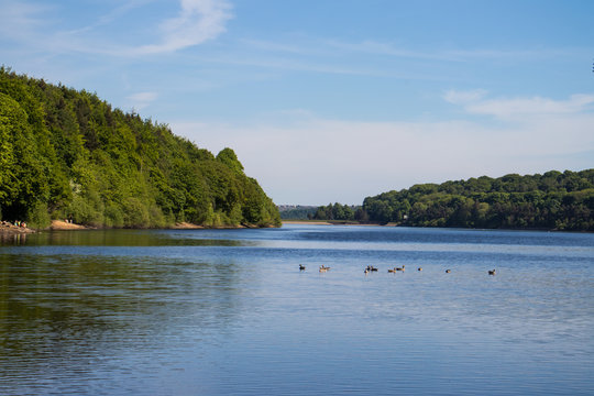 Damflask Reservoir in Spring with birds