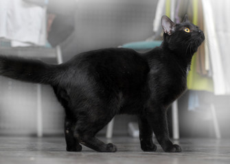 black cat with yellow eyes