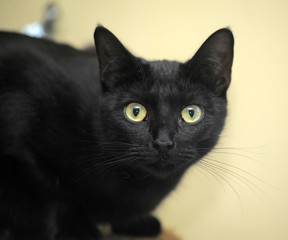 black cat with yellow eyes