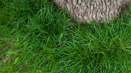 Long green grass growing near tree. May, Spring. Macro shooting, closeup