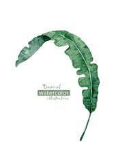 Palm beach tree leaf jungle botanical illustration. Watercolor background isolated similar illustration