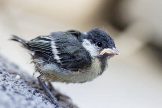 m&eacute;sange charbonni&egrave;re 