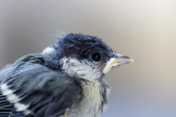 mésange charbonnière 