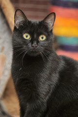 black cat with yellow eyes