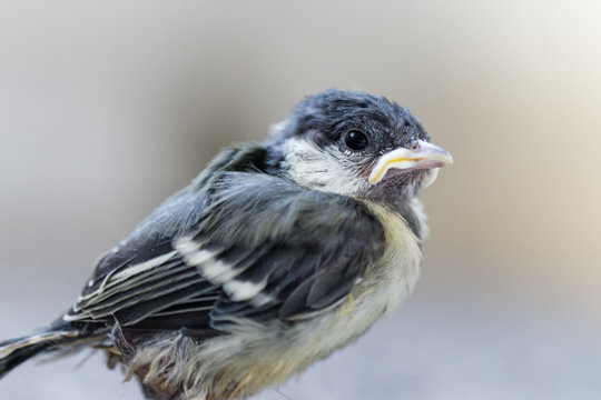 m&eacute;sange charbonni&egrave;re 