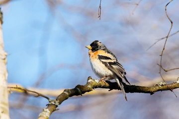 Brambling fringilla montifringilla male sitting on branch of tree in early spring during migration. Cute little bright finch songbird in wildlife.