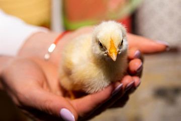 Little chicken in hands close-up