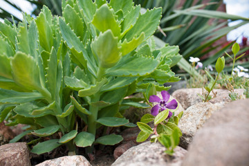 Obraz premium Kwiat w ogrodzie