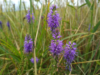 lavender flowers in the garden