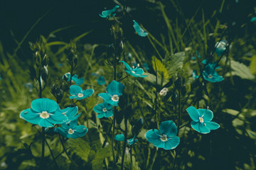 Beautiful blue flowers of Veronica chamaedrys (germander speedwell, bird's-eye speedwell, cat's eyes) - herbaceous perennial species of flowering plant in the plantain family Plantaginaceae background