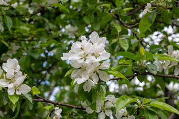 Blooming Apple Tree (lat. Malus), Reutov, Moscow region, Russian Federation, May 16, 2020