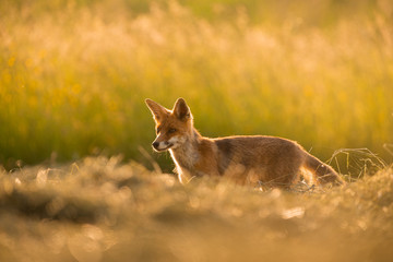 renard
