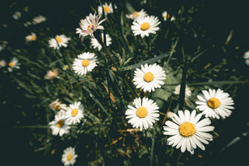 Summer meadow of daisies