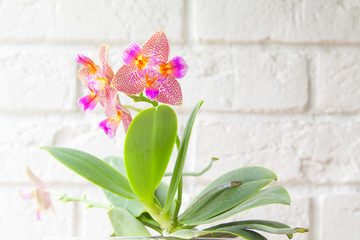 Beautiful rare orchid in pot on white background