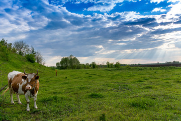 a cow in the pasture