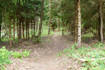 path in the forest