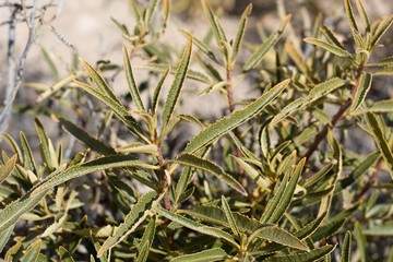 Fragrant foliage of Hairy Yerba Santa, Eriodictyon Trichocalyx, Boraginaceae, native perennial plant, Pioneertown Mountains Preserve, Southern Mojave Desert, Springtime.