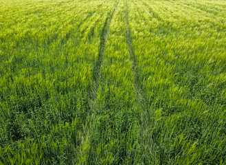 Wheat tracks, green wheat field and young spikelets.