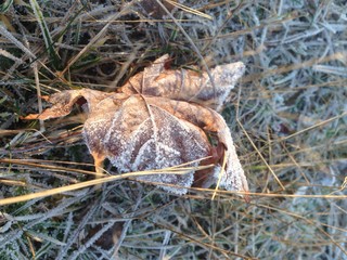 autumn leaf in hoarfrost