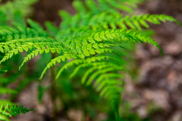 Green fern leaf