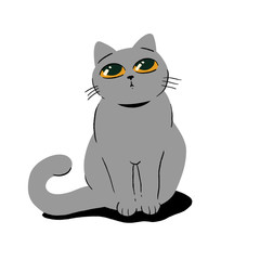 british shorthair cat isolated on white