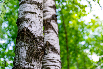 trunks of birch trees